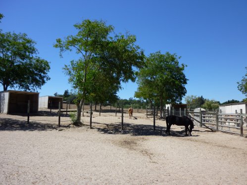 Horse Boarding Facility:Outdoor Paddocks with Shelter 